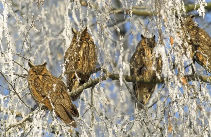 Framed Print : Long-eared Owls - in snowy tree Framed Print : Long-eared Owls - in snowy tree