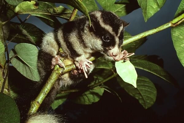 Long-fingered Triok - a striped possum relatively common in highland moss forest, Papua New Guinea, New Guinea highland rainforest GST00057