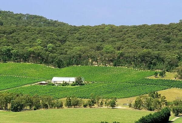Long Gully Winery Yarra Valley, Victoria, Australia JLR03779
