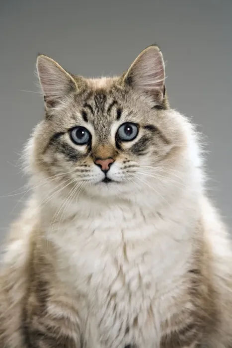 Framed Print : Long-haired cat in studio Framed Print : Long-haired cat in studio