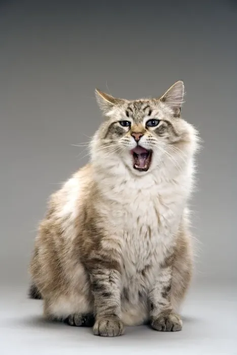Framed Print : Long-haired cat in studio - yawning Framed Print : Long-haired cat in studio - yawning