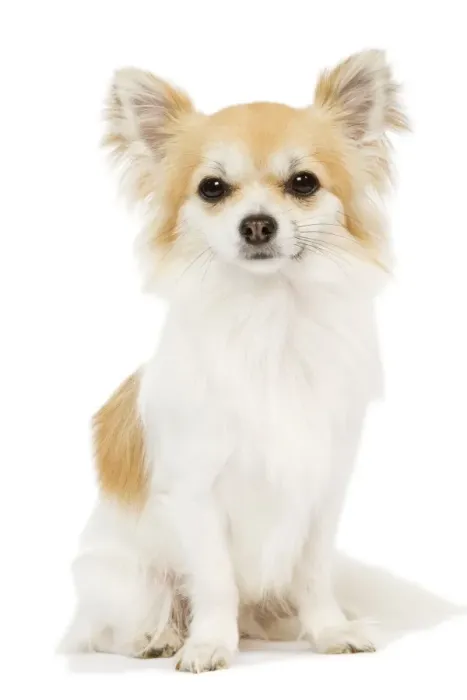 Framed Print : Long-haired Chihuahua - in studio Framed Print : Long-haired Chihuahua - in studio