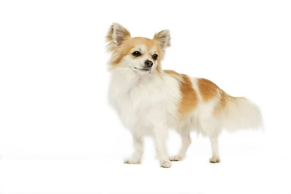 Long-haired Chihuahua - in studio