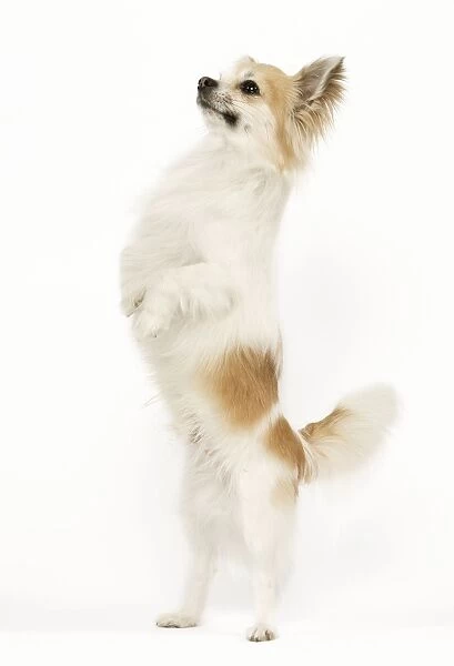 Long-haired Chihuahua - in studio standing on hind legs