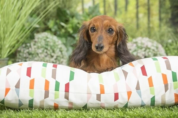 Long Haired Dachshund Dog on cushion