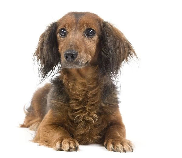 Long-Haired Dachshund  /  Teckel Dog - 15 year old in studio.  Also known as Doxie  /  Doxies in the US