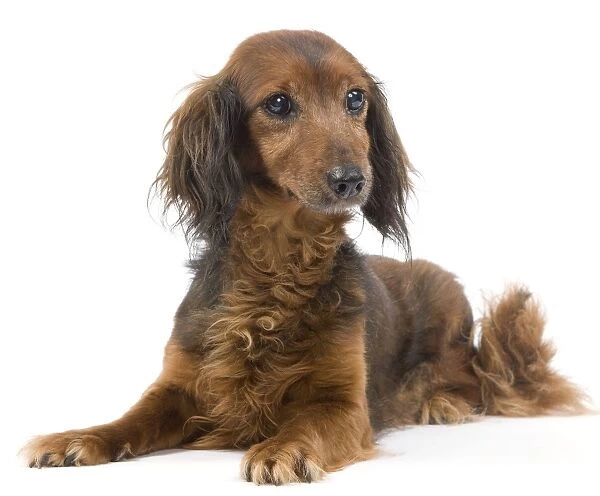 Long-Haired Dachshund  /  Teckel Dog - 15 year old in studio. Also known as Doxie  /  Doxies in the US