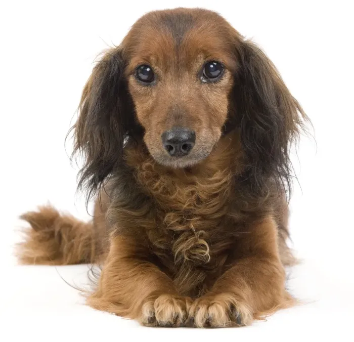 Framed Print : Long-Haired Dachshund / Teckel Dog - 15 year old in studio. Also known as Doxie / Doxies in the US Framed Print : Long-Haired Dachshund / Teckel Dog - 15 year old in studio. Also known as Doxie / Doxies in the US