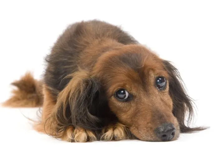 Framed Print : Long-Haired Dachshund / Teckel Dog - 15 year old in studio. Also known as Doxie / Doxies in the US Framed Print : Long-Haired Dachshund / Teckel Dog - 15 year old in studio. Also known as Doxie / Doxies in the US