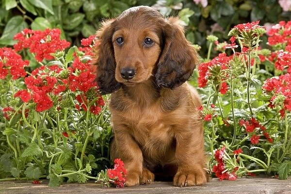 Long-Haired Dachshund  /  Teckel Dog  /  Doxie  /  Doxies in the US - by flowers