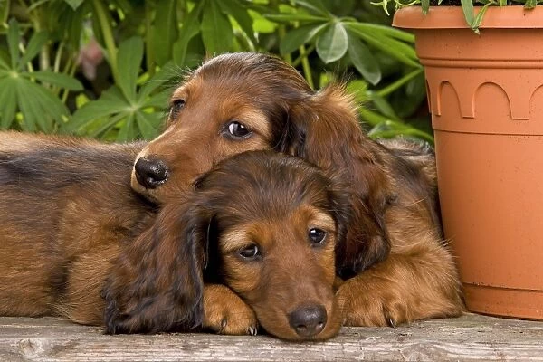 Long-Haired Dachshund  /  Teckel Dog  /  Doxie  /  Doxies in the US - by flowerpots