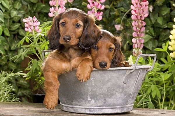 Long-Haired Dachshund  /  Teckel Dog  /  Doxie  /  Doxies in the US - sitting in old metal tub