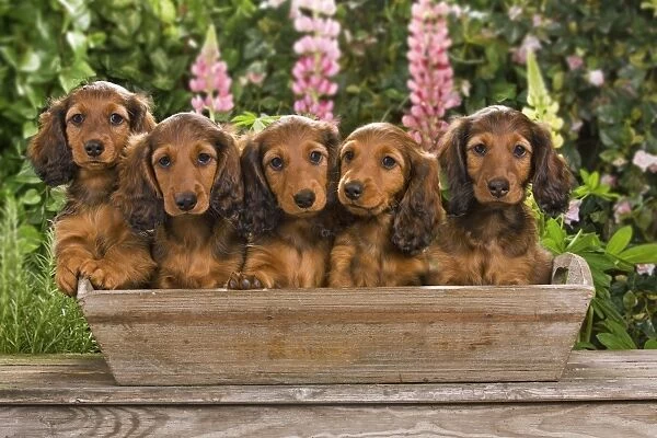 Long-Haired Dachshund  /  Teckel Dog  /  Doxie  /  Doxies in the US - sitting in a flowerpot