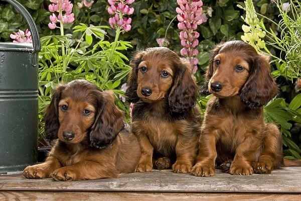 Long-Haired Dachshund  /  Teckel Dog  /  Doxie  /  Doxies in the US - 3 sitting down together