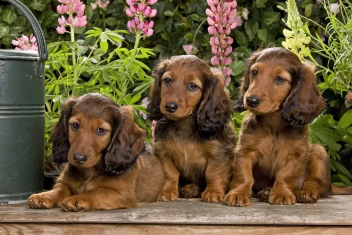 Framed Print : Long-Haired Dachshund / Teckel Dog / Doxie / Doxies in the US - 3 sitting down together Framed Print : Long-Haired Dachshund / Teckel Dog / Doxie / Doxies in the US - 3 sitting down together