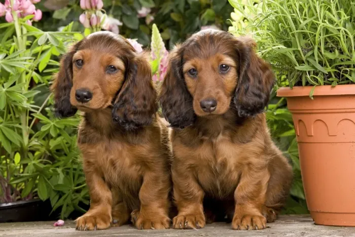 Framed Print : Long-Haired Dachshund / Teckel Dog / Doxie / Doxies in the US - by flowerpots Framed Print : Long-Haired Dachshund / Teckel Dog / Doxie / Doxies in the US - by flowerpots