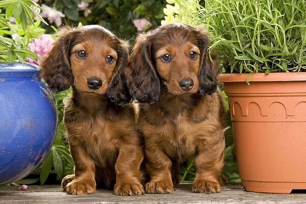 Long-Haired Dachshund  /  Teckel Dog - by flowerpots. Also known as Doxie  /  Doxies in the US