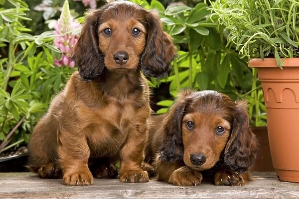 Long-Haired Dachshund  /  Teckel Dog - puppies by flowerpots. Also known as Doxie  /  Doxies in the US