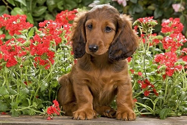 Long-Haired Dachshund  /  Teckel Dog - puppy with flowers. Also known as Doxie  /  Doxies in the US