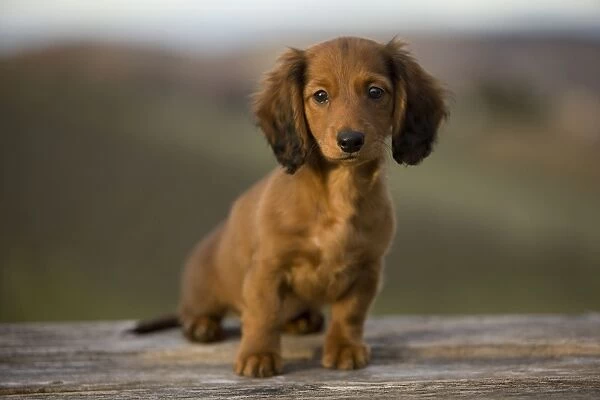 Long-Haired Dachshund  /  Teckel Dog - puppy. Doxie  /  Doxies in the US