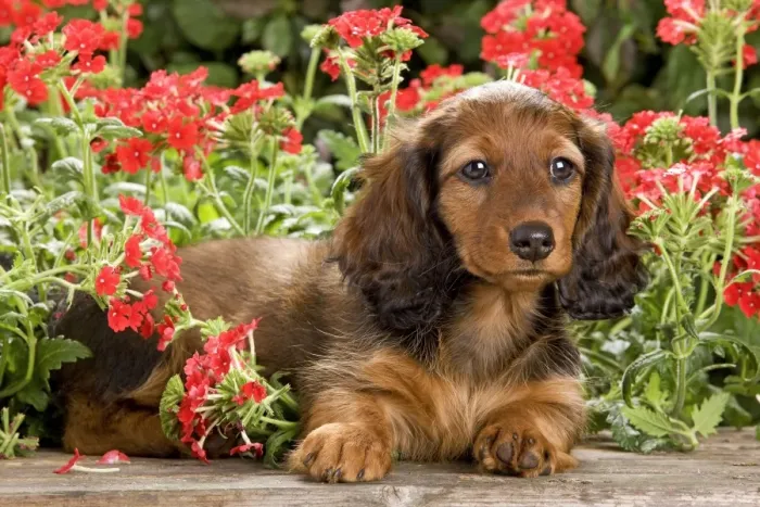 Framed Print : Long-Haired Dachshund / Teckel Dog - puppy with flowers. Also known as Doxie / Doxies in the US Framed Print : Long-Haired Dachshund / Teckel Dog - puppy with flowers. Also known as Doxie / Doxies in the US