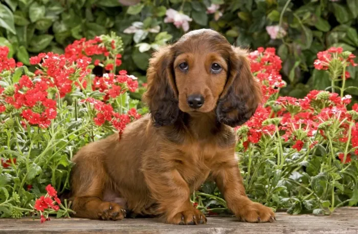 Framed Print : Long-Haired Dachshund / Teckel Dog - puppy with flowers. Also known as Doxie / Doxies in the US Framed Print : Long-Haired Dachshund / Teckel Dog - puppy with flowers. Also known as Doxie / Doxies in the US