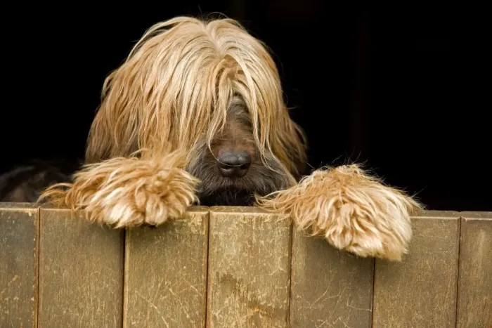 Framed Print : Long-haired dog looking over door Framed Print : Long-haired dog looking over door