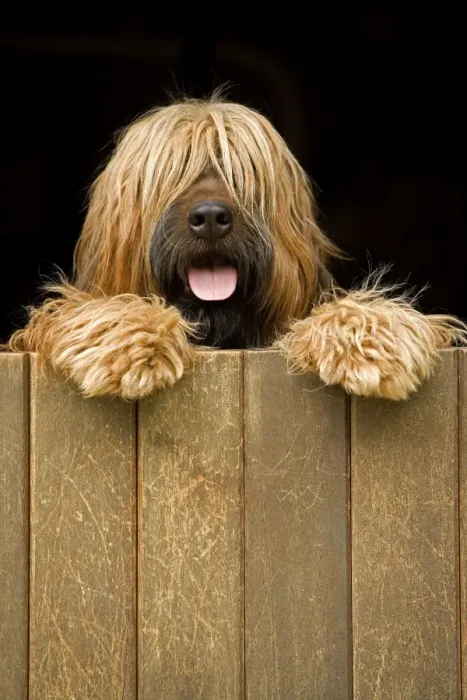 Framed Print : Long-haired dog looking over door Framed Print : Long-haired dog looking over door