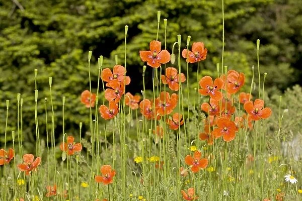 Long-headed poppies - in flower and fruit; Greece