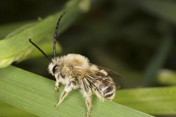 Long-horned Bee - male (Eucera longicornis). Solitary aculeate hymenoptera. France