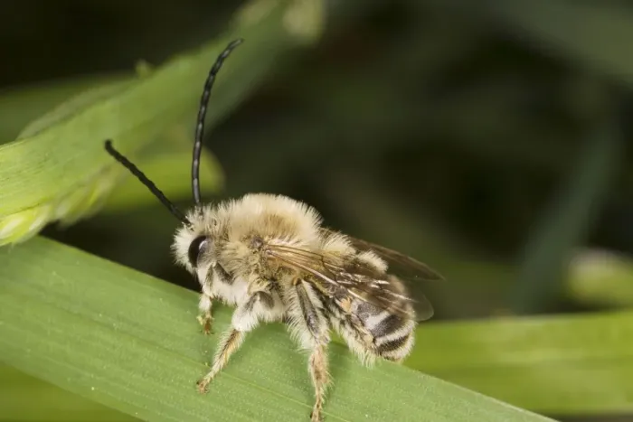 Framed Print : Long-horned Bee - male (Eucera longicornis). Solitary aculeate hymenoptera. France Framed Print : Long-horned Bee - male (Eucera longicornis). Solitary aculeate hymenoptera. France