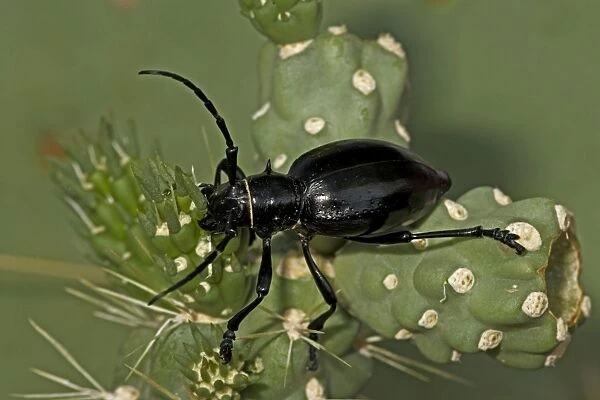 Long-horned Cactus Beetle (Moneilema gigas) - Arizona - Feeding on cholla cactus - Feeds on many kinds of cactus