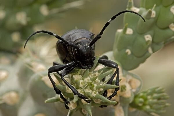 Long-horned Cactus Beetle (Moneilema gigas) - Arizona - Feeding on cholla cactus - Feeds on many kinds of cactus