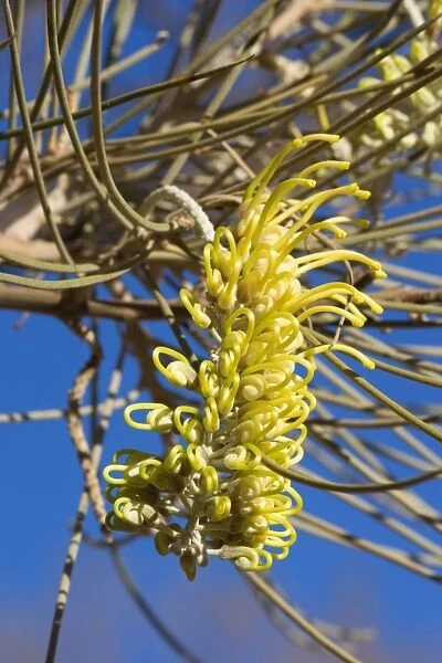 Long-leaf Corkwood - intersting shaped, bright yellow blossom about to open fully - Northern Territory, Australia