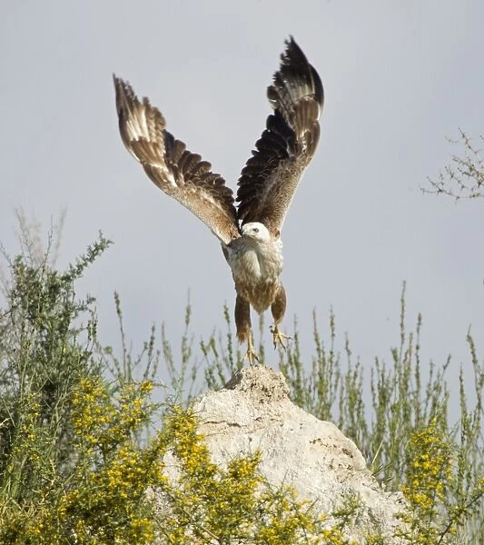 Long-legged Buzzard - taking off - Southern Cyprus - April