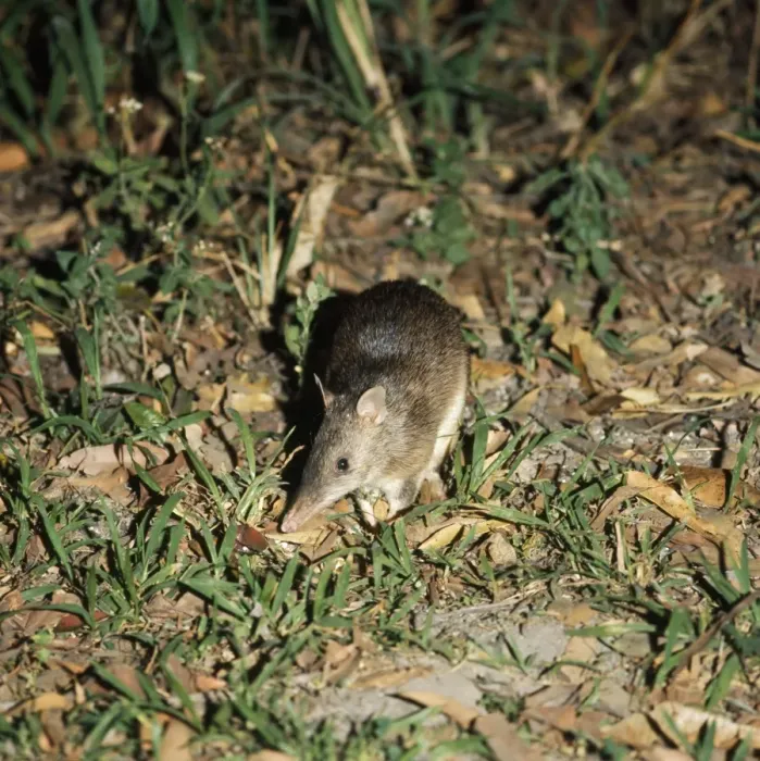 Framed Print : Long-nosed Bandicoot Framed Print : Long-nosed Bandicoot