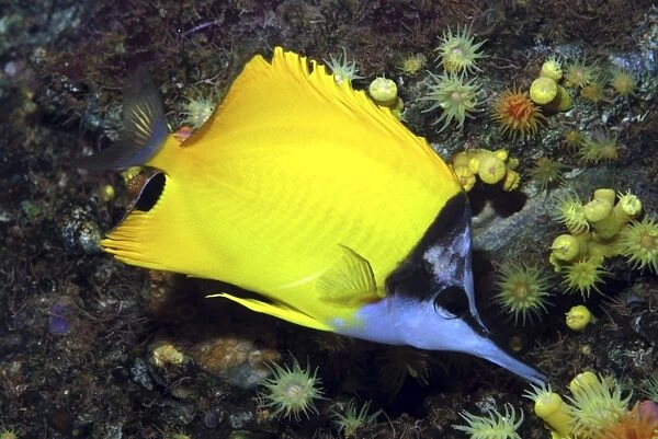 Long Nosed Butterfly Fish, Red Sea & Indian Ocean reefs. Long snout assists in feeding in tiny crevices inaccesssible to other fish