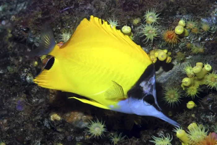 Framed Print : Long Nosed Butterfly Fish, Red Sea & Indian Ocean reefs. Long snout assists in feeding in tiny crevices inaccesssible to other fish Framed Print : Long Nosed Butterfly Fish, Red Sea & Indian Ocean reefs. Long snout assists in feeding in tiny crevices inaccesssible to other fish