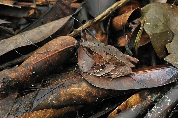 Long-nosed Horned Frog  /  Malayan Horned Frog - camouflaged on leaf litter - Gunung Leuser National Park - Northern Sumatra - Indonesia