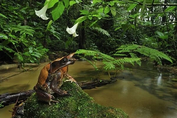 Long-nosed Horned Frog  /  Malayan Horned Frog - beside a creek - Cameron Highlands - West Malaysia