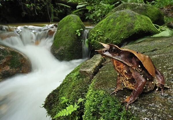 Long-nosed Horned Frog  /  Malayan Horned Frog - beside a creek - Cameron Highlands - West Malaysia