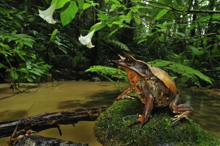 Framed Print : Long-nosed Horned Frog  /  Malayan Horned Frog - beside a creek - Cameron Highlands - West Malaysia