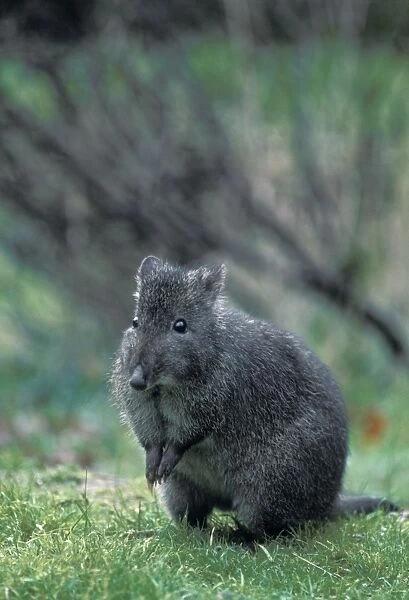 Long-nosed Potoroo  /  Long-nosed Rat-kangaroo  /  Wallaby Rat - Australia