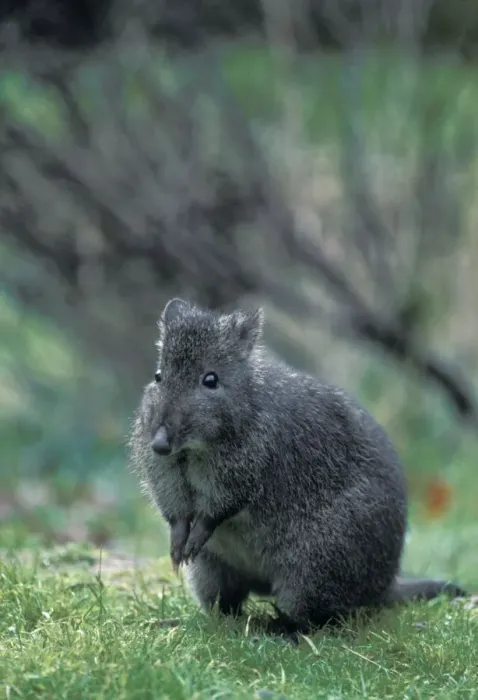 Framed Print : Long-nosed Potoroo / Long-nosed Rat-kangaroo / Wallaby Rat - Australia Framed Print : Long-nosed Potoroo / Long-nosed Rat-kangaroo / Wallaby Rat - Australia