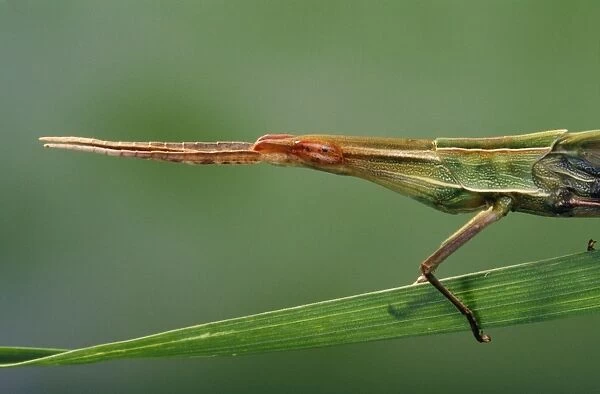 Long Snout  /  Slant-faced Grasshopper