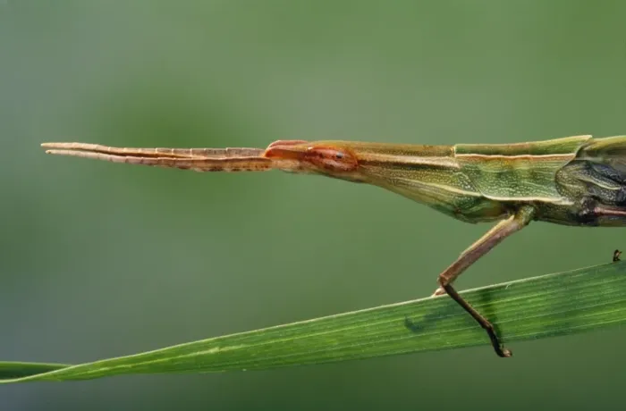 Framed Print : Long Snout / Slant-faced Grasshopper Framed Print : Long Snout / Slant-faced Grasshopper