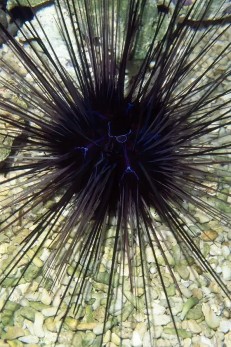 Framed Print : Long-spined Sea Urchin - dangerously venomous spines Framed Print : Long-spined Sea Urchin - dangerously venomous spines