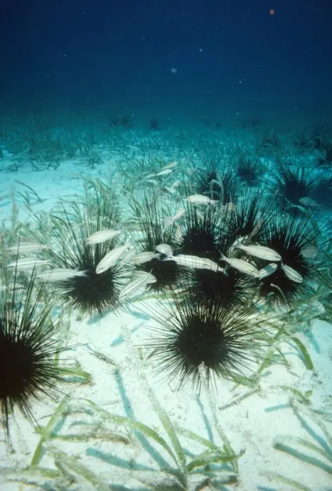Framed Print : Long Spined Sea Urchin - poisonous Caribbean Framed Print : Long Spined Sea Urchin - poisonous Caribbean