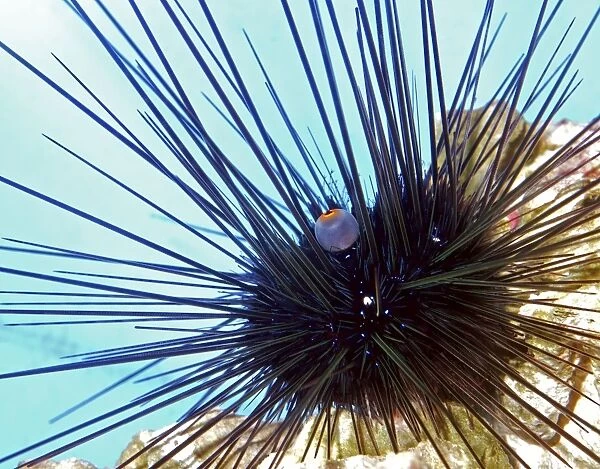 Long Spined Sea Urchin, tropical seas