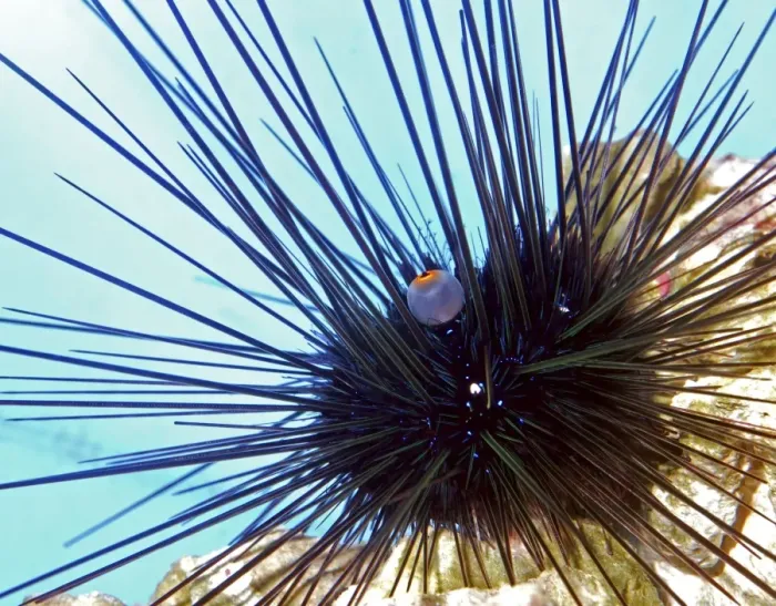 Framed Print : Long Spined Sea Urchin, tropical seas Framed Print : Long Spined Sea Urchin, tropical seas